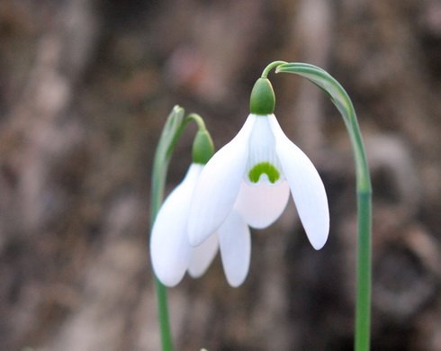 Lovely pure white flowers