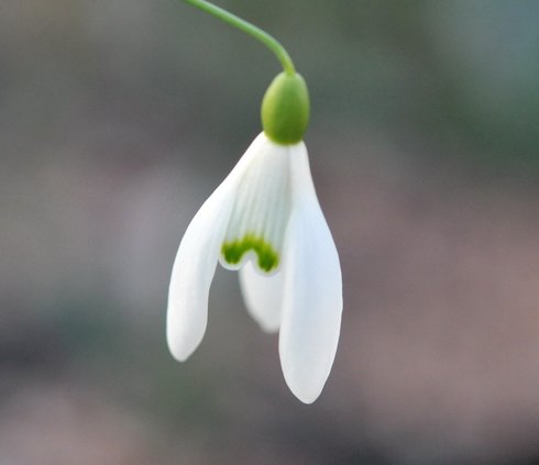 Galanthus Bungee