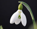 A nice new hybrid Galanthus