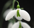 Big flowered hybrid Galanthus or Snowdrop