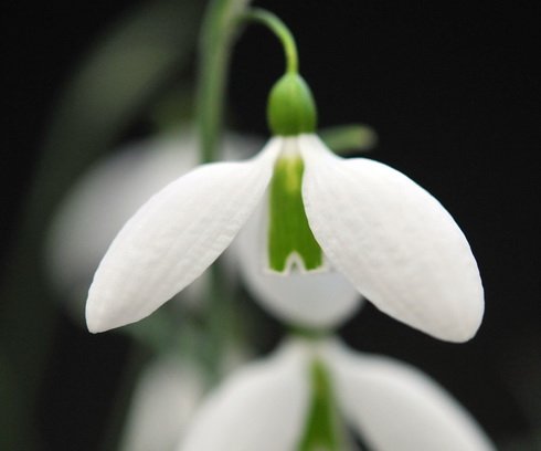 Big flowered hybrid Galanthus or Snowdrop