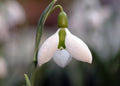 Galanthus Clare Blakeway Phillips