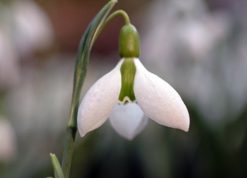 Galanthus Clare Blakeway Phillips