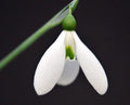 Galanthus Colossus