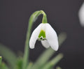 Galanthus Cordelia