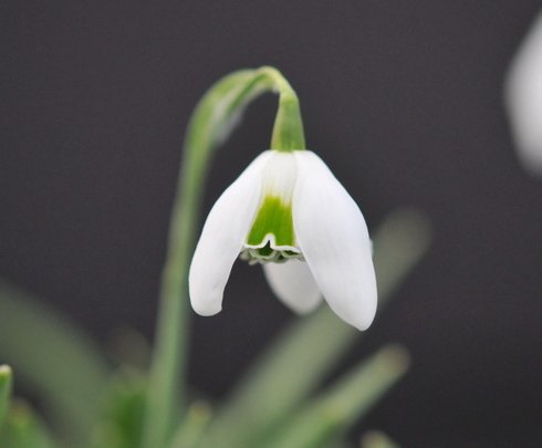 Galanthus Cordelia