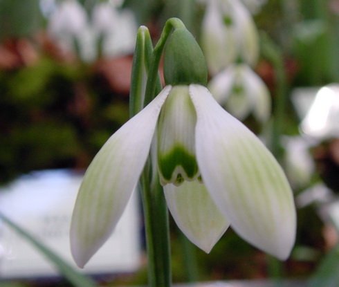 Galanthus Cowhouse Green