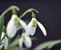 Galanthus Daphne's Scissors
