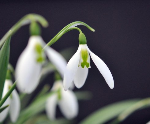 Galanthus Daphne's Scissors