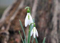 Nice big white flowers