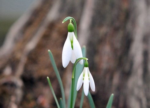 Nice big white flowers