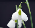 Large puckered petals on this disctinct Galanthus