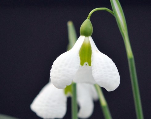 Large puckered petals on this disctinct Galanthus