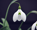 Galanthus Dodo Norton