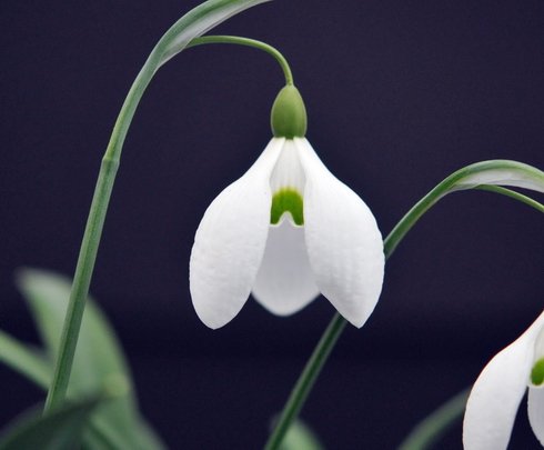 Galanthus Dodo Norton