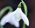 Almost a poculiform with fine green dots to the inner petals.