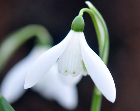 Almost a poculiform with fine green dots to the inner petals.