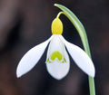 Strong growing bright yellow ovary hybrid Galanthus