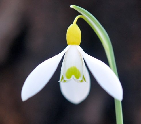 Strong growing bright yellow ovary hybrid Galanthus