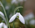 Galanthus elwesii Late Form