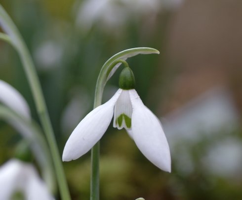 Galanthus elwesii Late Form