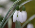Galanthus elwesii whittallii
