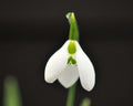 Distinctively marked Galanthus