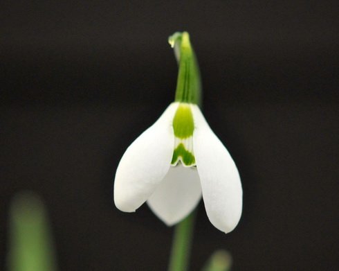 Distinctively marked Galanthus