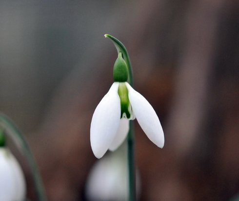 Galanthus Fieldgate Prelude
