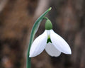 Nice white nodding flowers