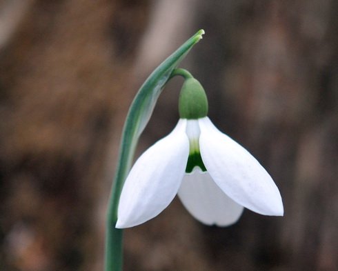 Nice white nodding flowers