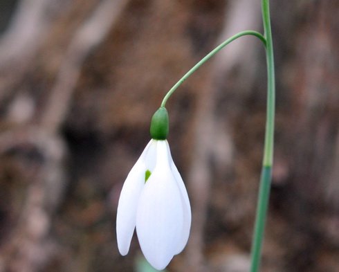 Nice nodding white flowers on long pedicels