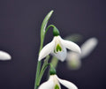 White flowers