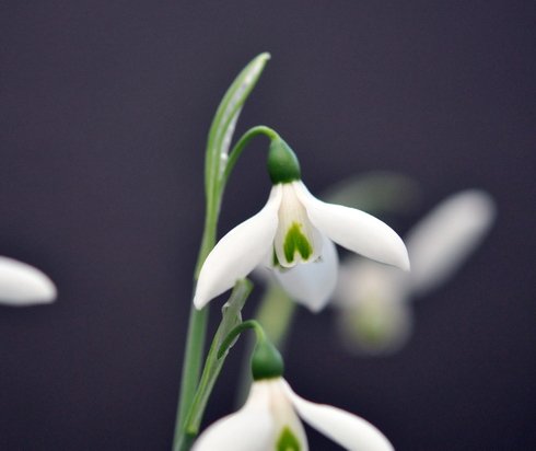 White flowers