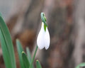 A typically big flower on this elwesii group Galanthus
