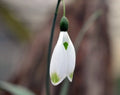 Galanthus Glenchantry Green Twins