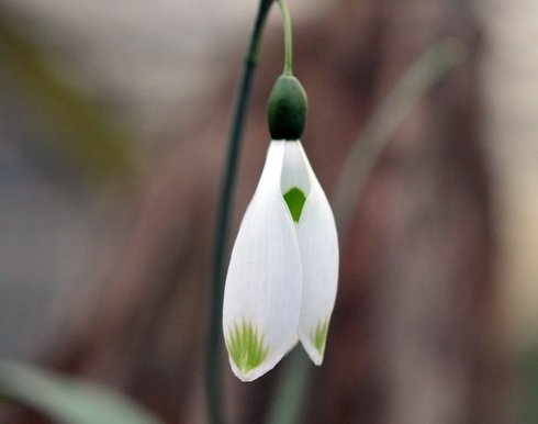 Galanthus Glenchantry Green Twins