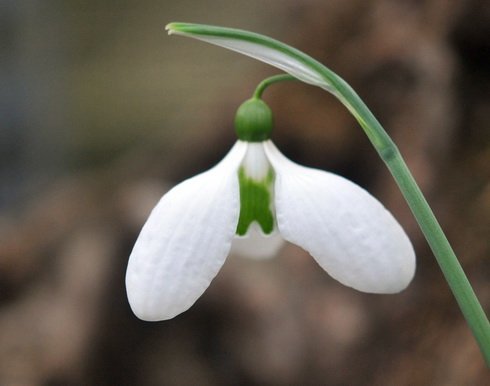 Big nice white flowers