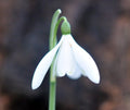 Poculiform hybrid Galanthus
