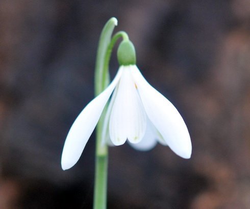 Poculiform hybrid Galanthus