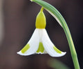 Top of the range hybrid yellow Galanthus