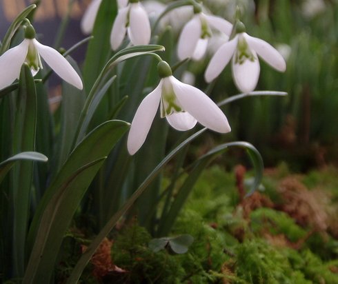 Galanthus Green Necklace