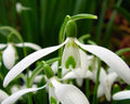Nice fine green marking to the outer petals on this Galanthus