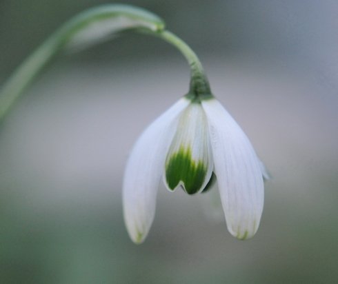 Galanthus Jaquenetta