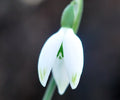 Light green markings to the outer petals