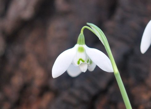 Galanthus Kingston Double