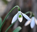 Big white flowers on this Galanthus