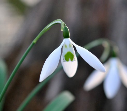 Big white flowers on this Galanthus