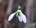 Nice big white flowered Galanthus
