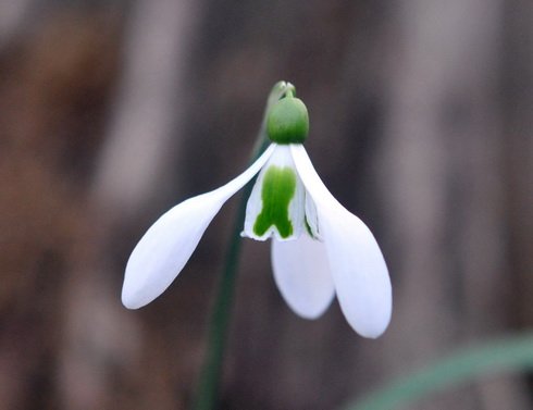 Nice big white flowered Galanthus